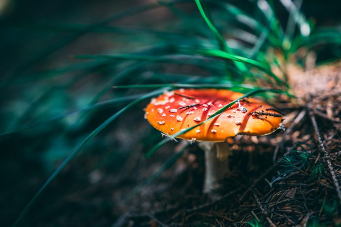 Amanita Muscaria