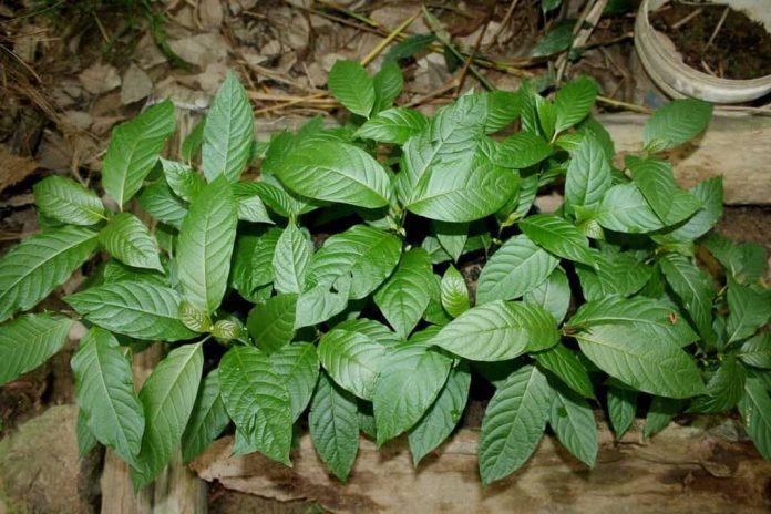 What Is Kratom (Mitragyna Speciosa)