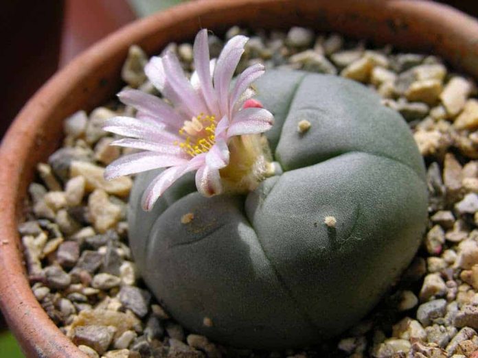 Peyote Cactus