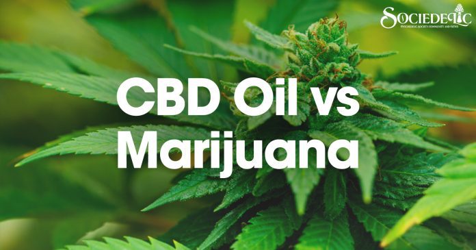 CBD Oil vs Marijuana