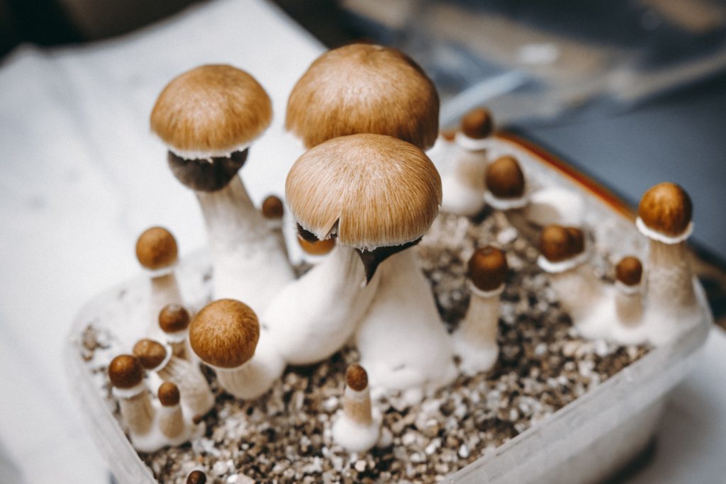 Psilocybin mushroom