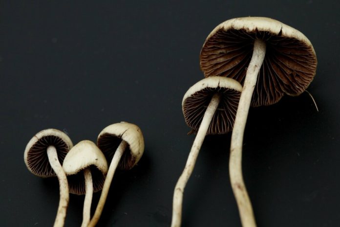 Psychedelic Mushrooms