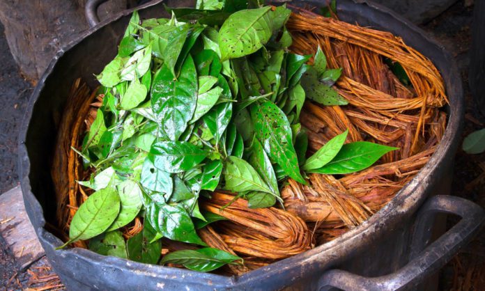 ayahuasca brew