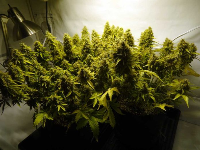 How to transform your closet into a Grow Room