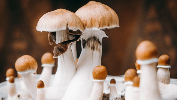 Blue Honey and other Magic Mushroom potions for health & happiness