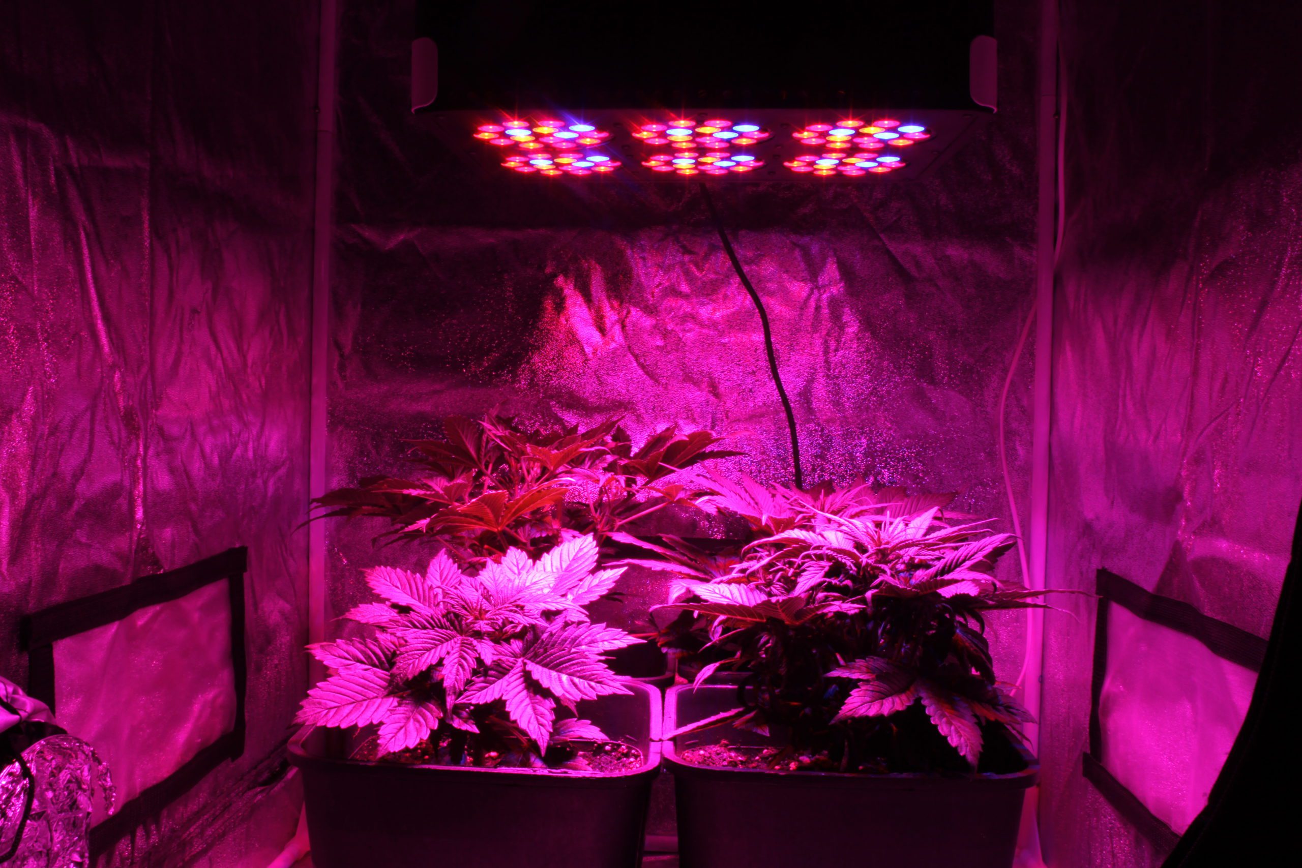 growing cannabis indoor at home