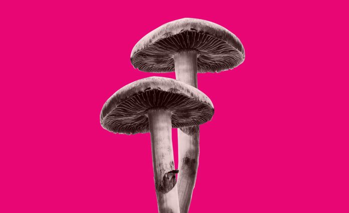 A Beginner’s Guide to Dosing Psilocybin Mushrooms