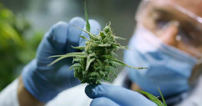 Portrait,Of,Scientist,With,Mask,,Glasses,And,Gloves,Checking,Hemp