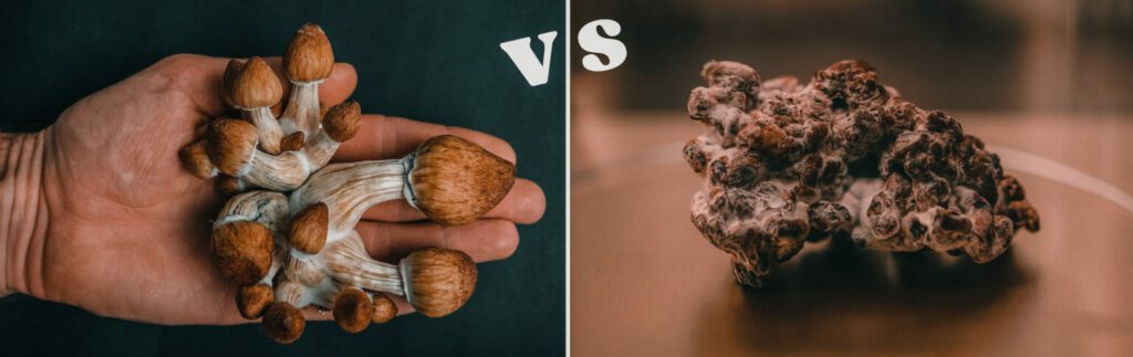 SETAS VS TRUFAS
