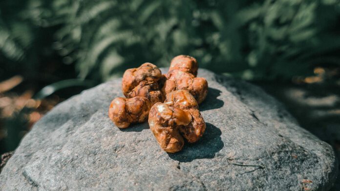 ¿Qué son las trufas mágicas