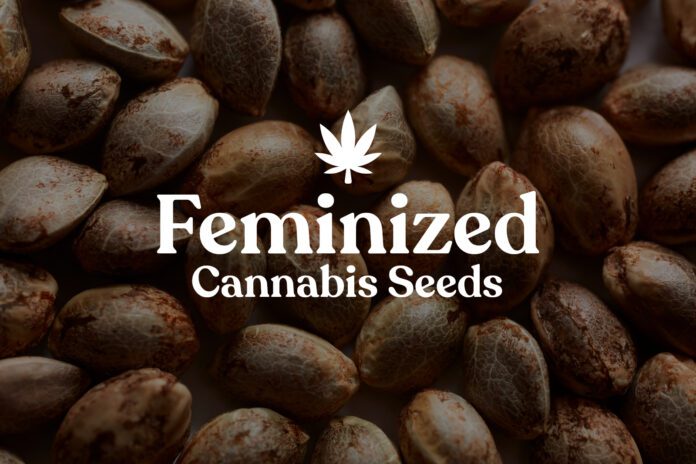 Top Tips for Growing Feminized Cannabis Seeds