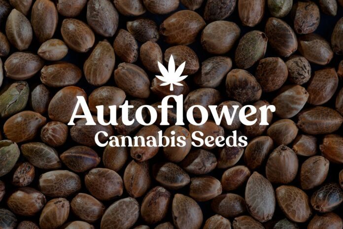 Guia de Cultivo de Autoflorescentes Como Cultivar Sementes de Canábis Autoflorescentes