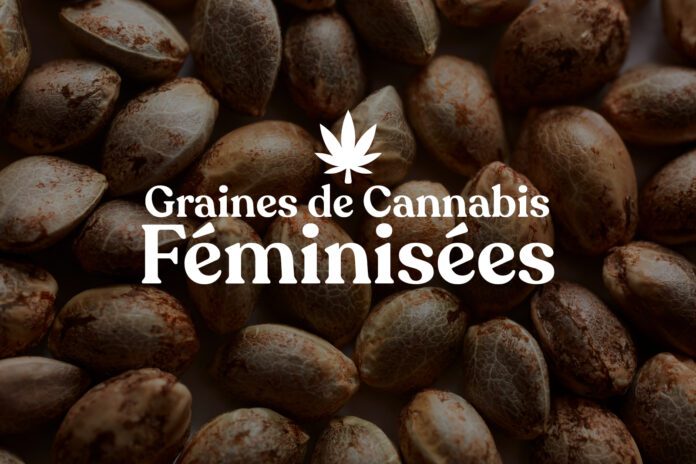 Top Conseils pour Cultiver des Graines de Cannabis Féminisées