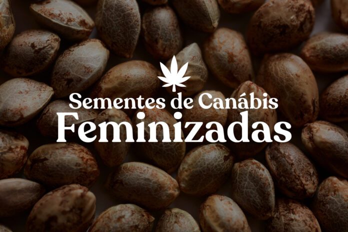 Sementes de Canábis Feminizadas