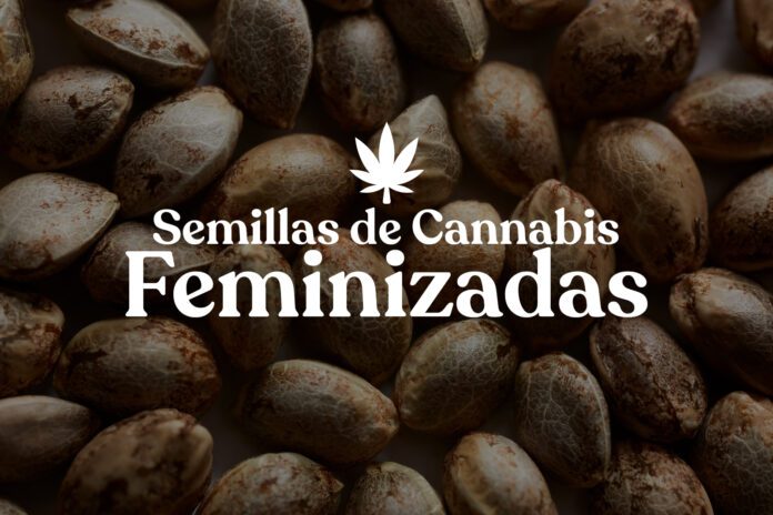 Los Mejores Trucos para Cultivar Semillas de Cannabis Feminizadas