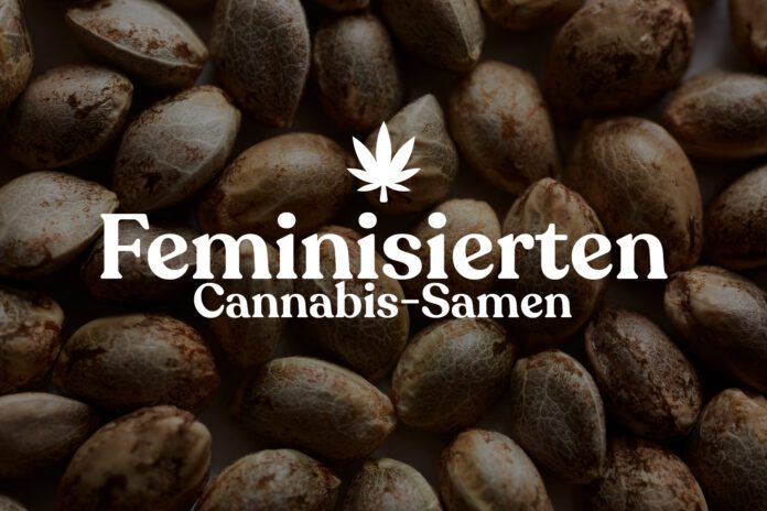 Top-Tipps für den Anbau von feminisierten Cannabis-Samen