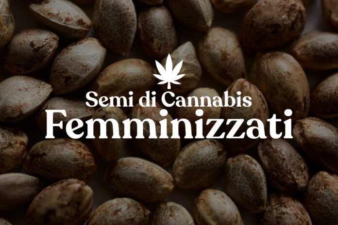 I migliori Trucchi per Coltivare i Semi di Cannabis Femminizzati