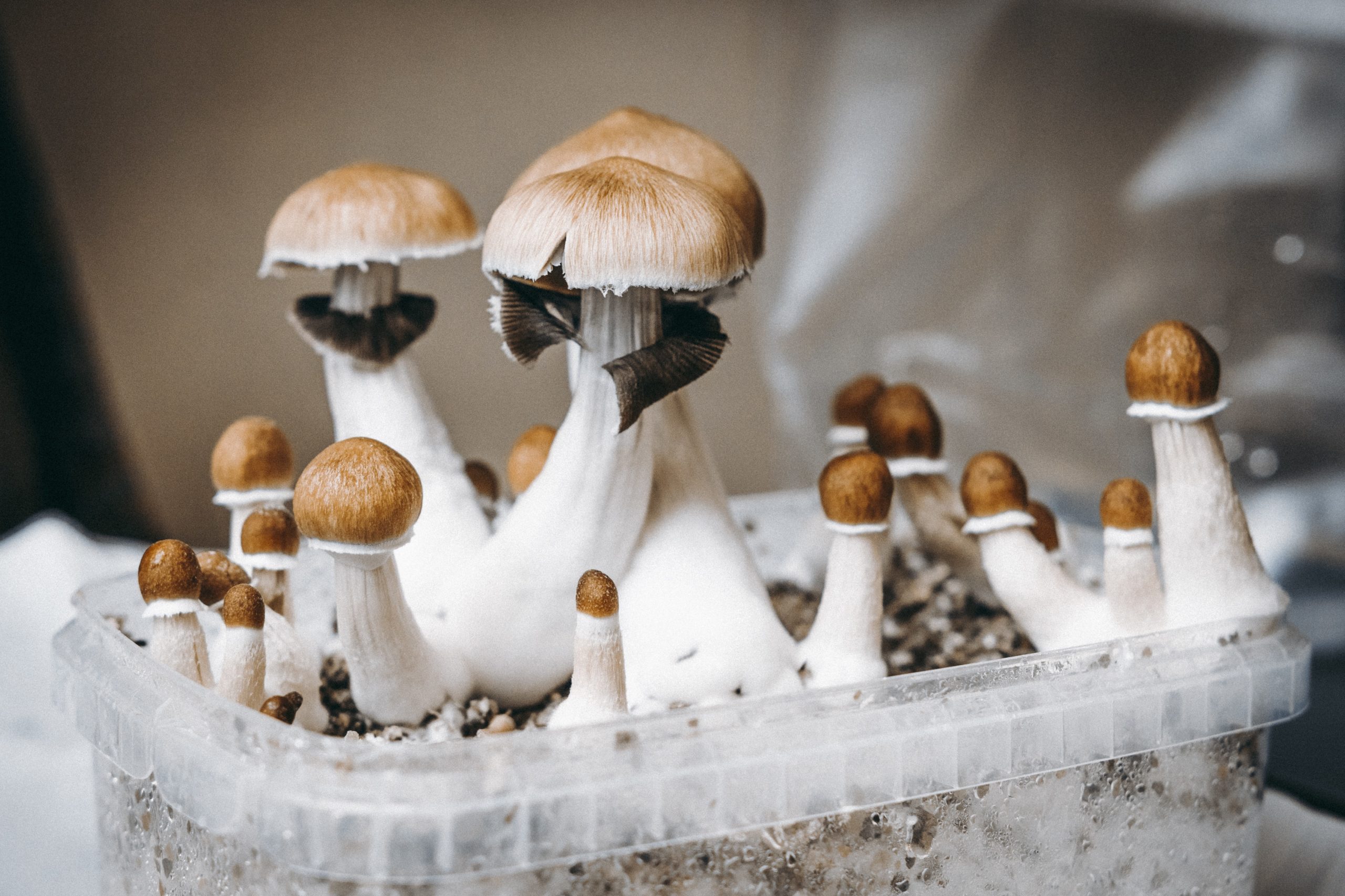 How to Take Psilocybin Mushrooms Beginners Guide for