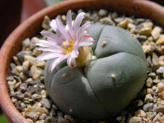 What is Peyote? (Mescaline) - Sociedelic