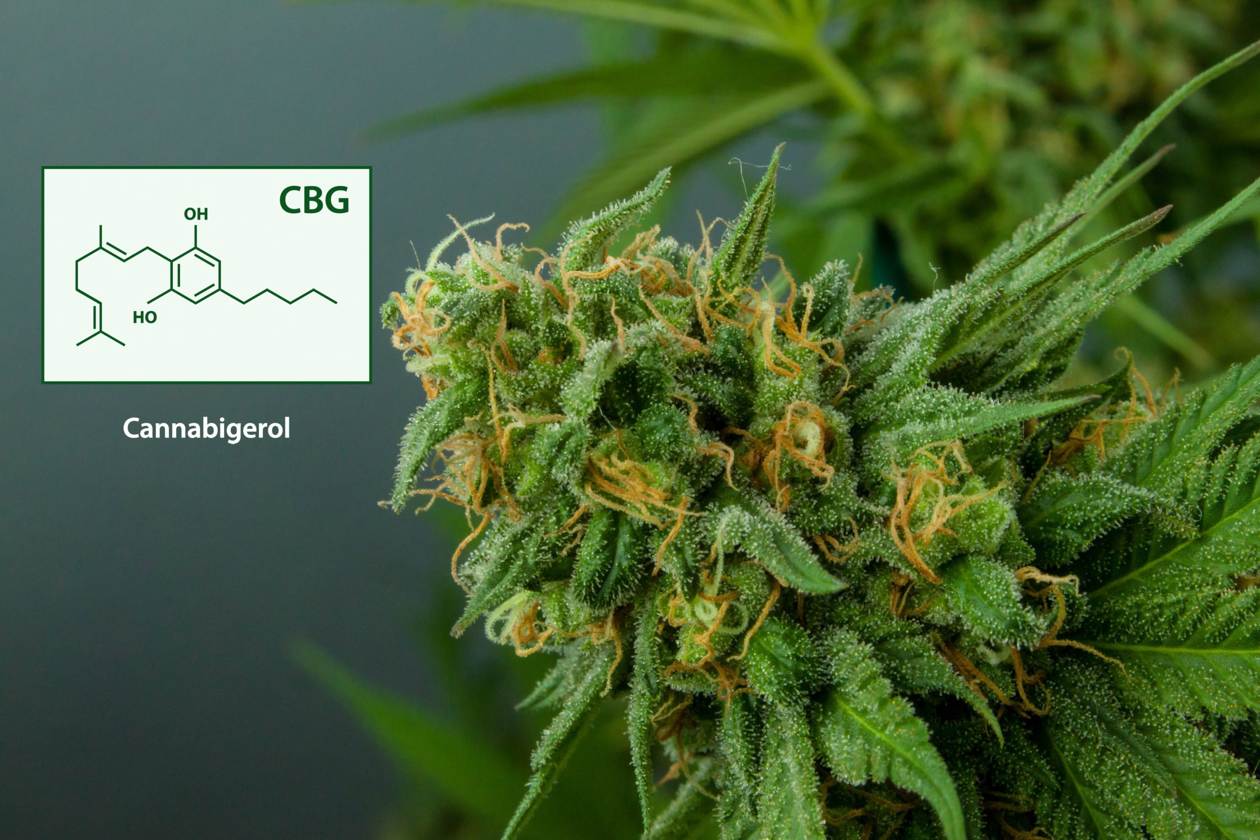 An In-Depth Look At CBG, The 'Mother Of All Cannabinoids'