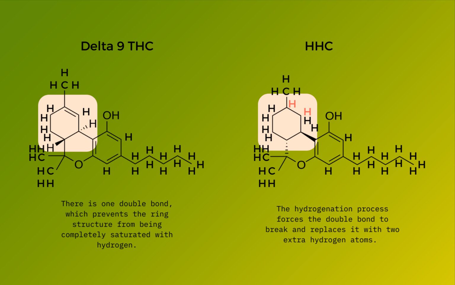 An Introduction To HHC (Hexahydrocannabinol) | Future Of Mushrooms